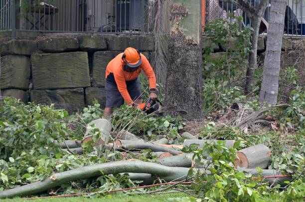 Best Tree Cutting Near Me  in Clinton, AR